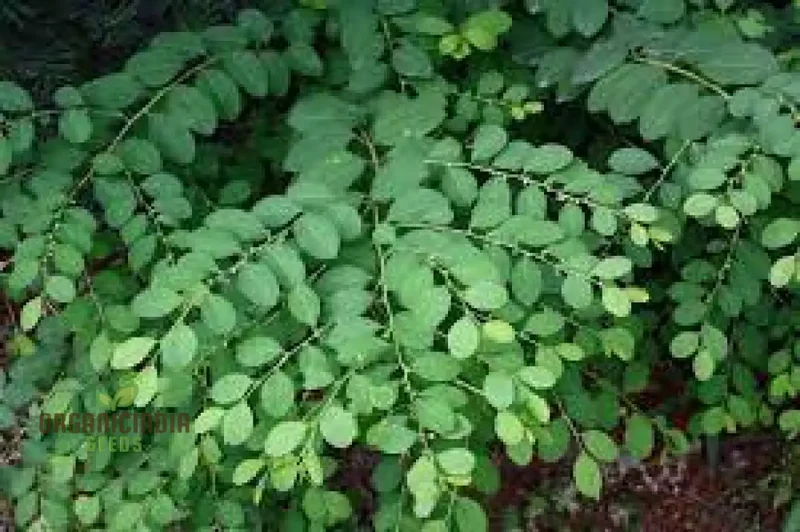 Securinega Suffruticosa Seeds for Gardening | Buy Organic Securinega Suffruticosa Seeds Online | Perfect for Home Gardens and Landscaping