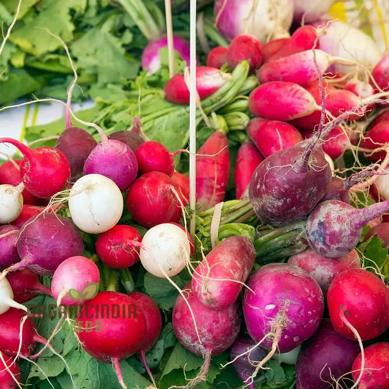 Radish - Heirloom Mix Seeds For Planting, Premium Collection for Your Garden