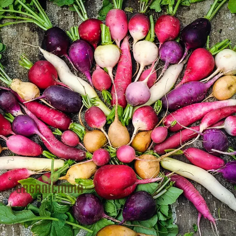 Radish - Heirloom Mix Seeds For Planting, Premium Collection for Your Garden