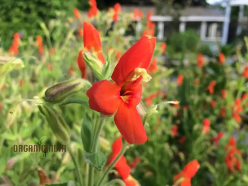 Mimulus Cardinalis Flower Seeds for Planting, Premium Seeds for Vibrant Gardening, Ideal for Garden