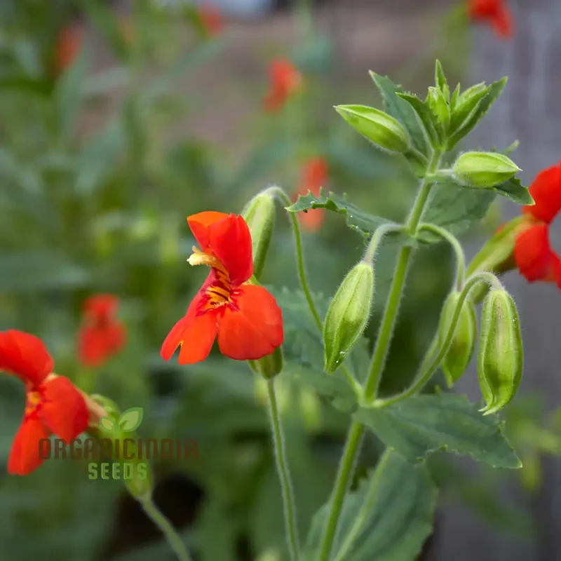 Mimulus Cardinalis Flower Seeds for Planting, Premium Seeds for Vibrant Gardening, Ideal for Garden