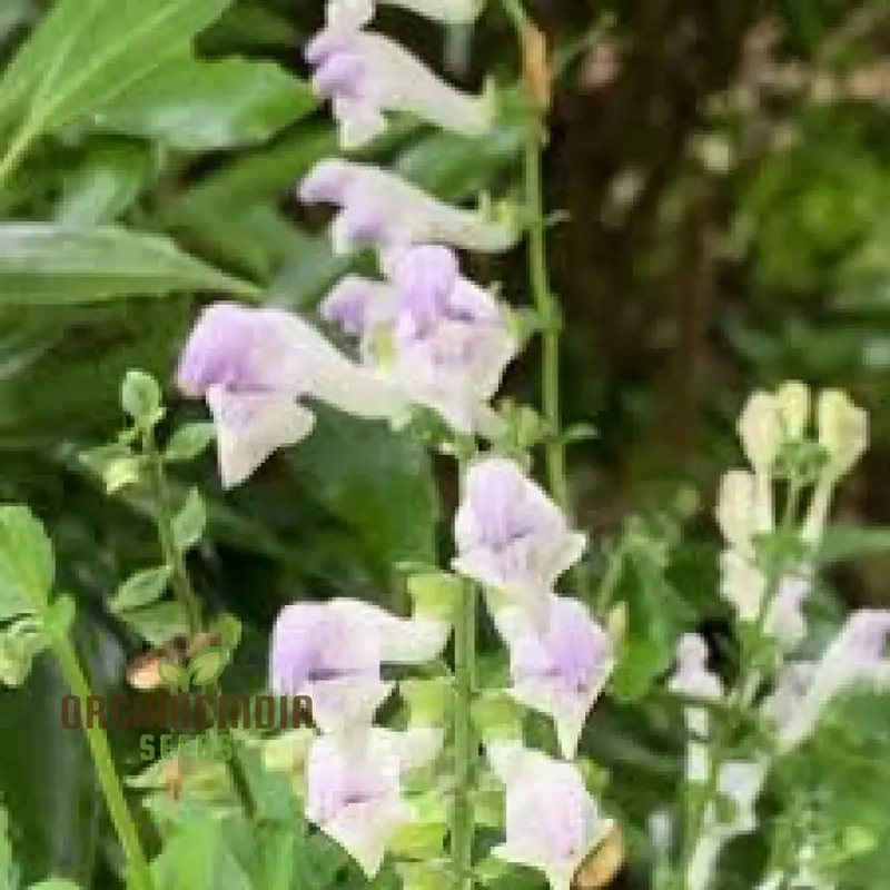 Scutellaria Tournefortii Seeds for Gardening | Premium Quality