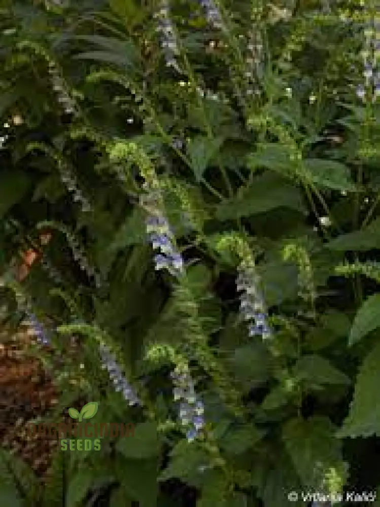 Scutellaria Tournefortii Seeds for Gardening | Premium Quality