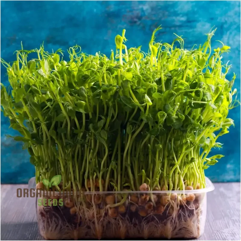 Blue Peas Seeds for Sprouting â€“ Premium Quality Seeds for Easy Planting and Growing