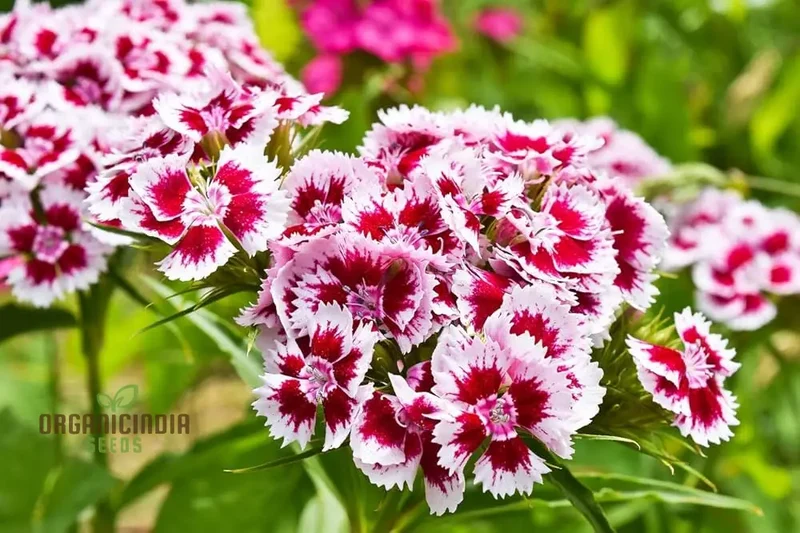Sweet William Dianthus Summertime Mix Seeds for Planting and Gardening