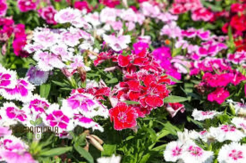 Sweet William Dianthus Summertime Mix Seeds for Planting and Gardening
