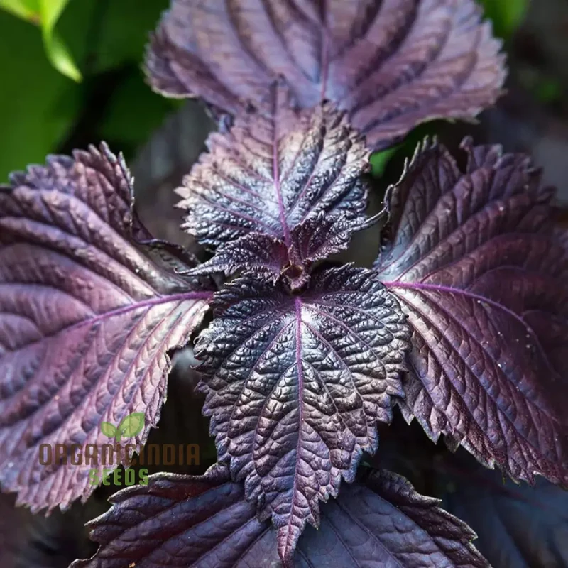 Shiso - Japanese Red (Perilla) Herb Seeds For Planting, Grow Vibrant Red Shiso Leaves at Home