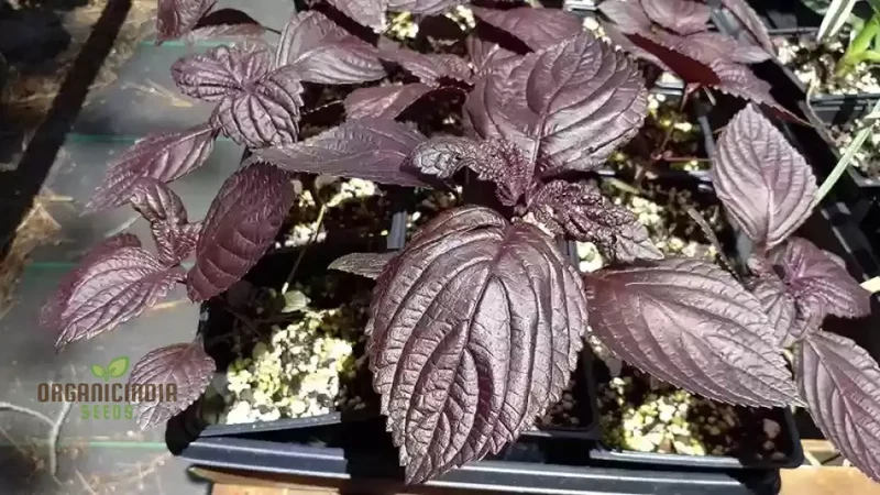 Shiso - Japanese Red (Perilla) Herb Seeds For Planting, Grow Vibrant Red Shiso Leaves at Home