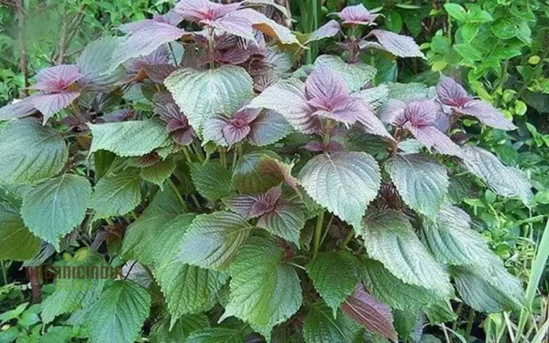 Shiso Seeds – Jeok Ssam Ip Perilla Herb, Fresh Red Shiso Leaves for Home Growing