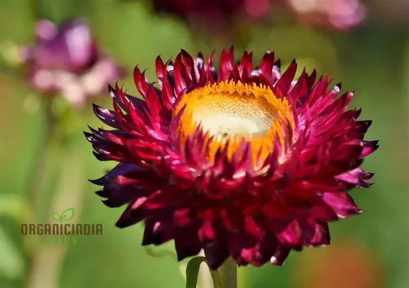 Everlasting Daisy - Purple Red Seeds for Gardening and Planting | High-Quality Flower Seeds