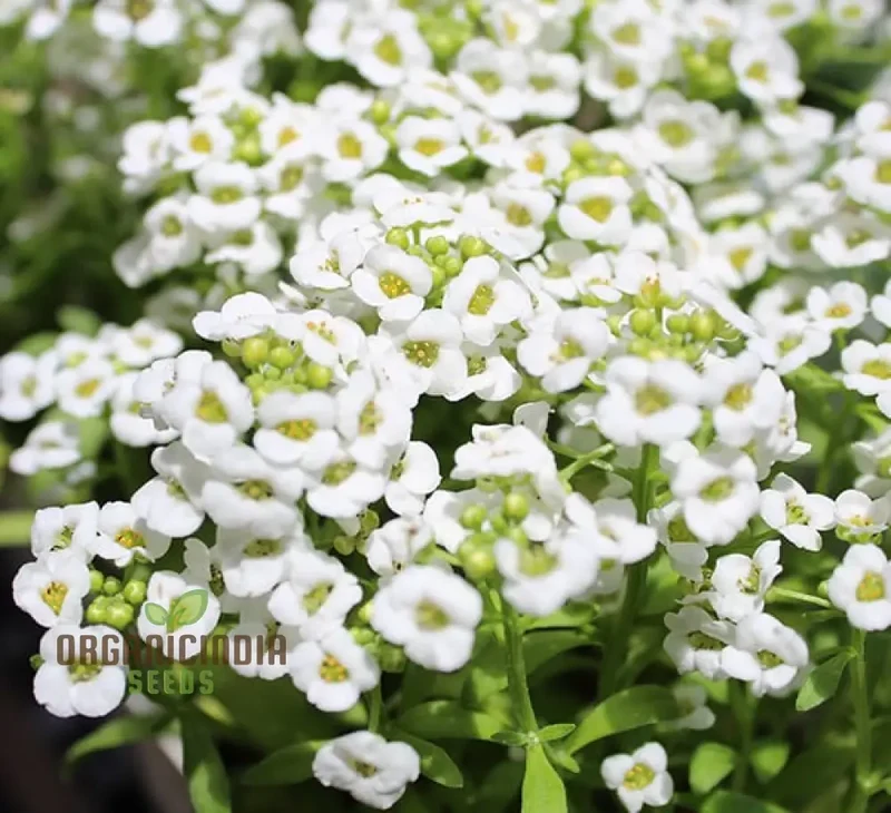 Alyssum Magic Circles Mixed Seeds for Planting and Gardening - Premium Quality Seeds
