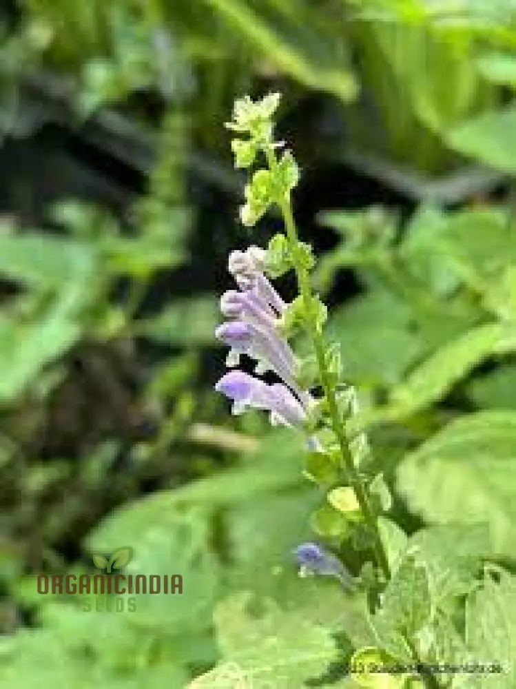 Scutellaria Altissima Seeds - Rare Perennial Herb for Gardening Enthusiasts and Herbalists