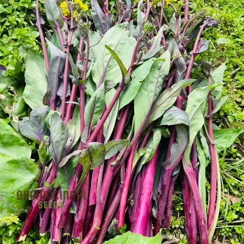 Purple Choy Sum Seeds For Planting, High-Quality Vegetable Seeds for Your Garden