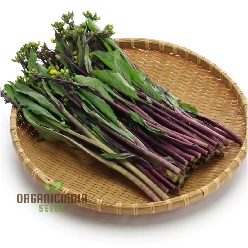 Purple Choy Sum Seeds For Planting, High-Quality Vegetable Seeds for Your Garden