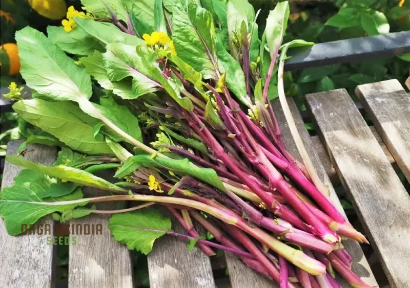 Purple Choy Sum Seeds For Planting, High-Quality Vegetable Seeds for Your Garden