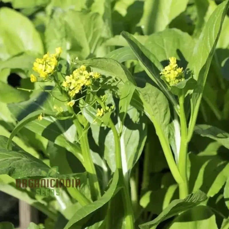 Jung Green Leafy Vegetable Seeds For Planting, Grow Fresh and Nutritious Greens at Home