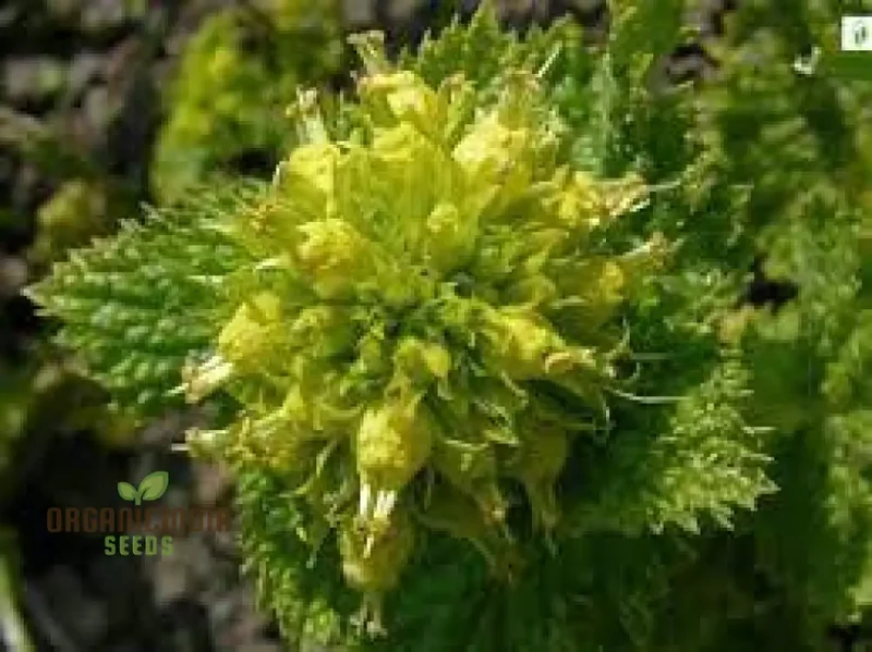 Scrophularia Vernalis Seeds - Premium Gardening Delight | Buy Organic Seeds Online