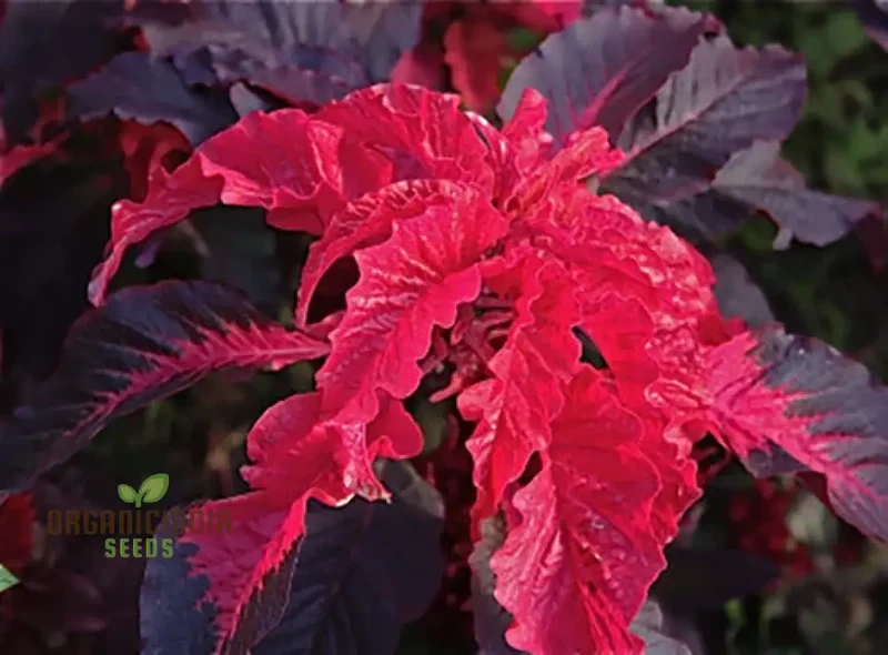 Amaranth seeds for Planting- Early Splendour Seeds for Planting and Gardening Enthusiasts