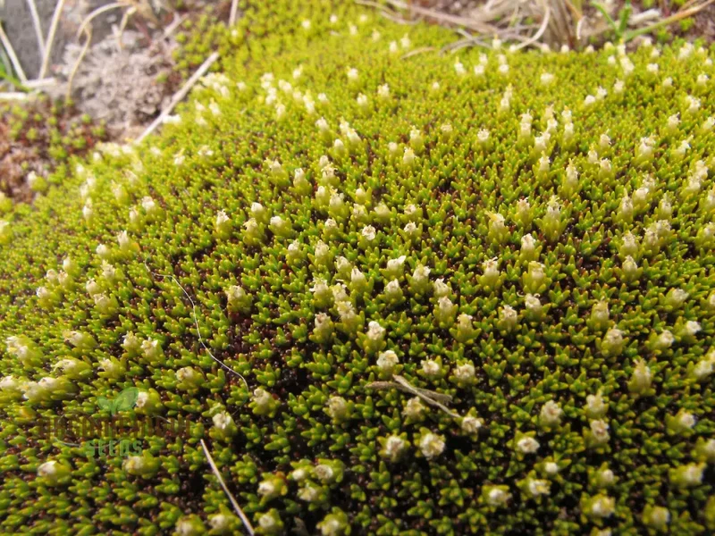 Scleranthus Uniflorus Seeds for Gardening Enthusiasts | Buy Organic Gardening Seeds Online