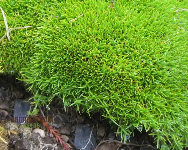 Scleranthus Uniflorus Seeds for Gardening Enthusiasts | Buy Organic Gardening Seeds Online