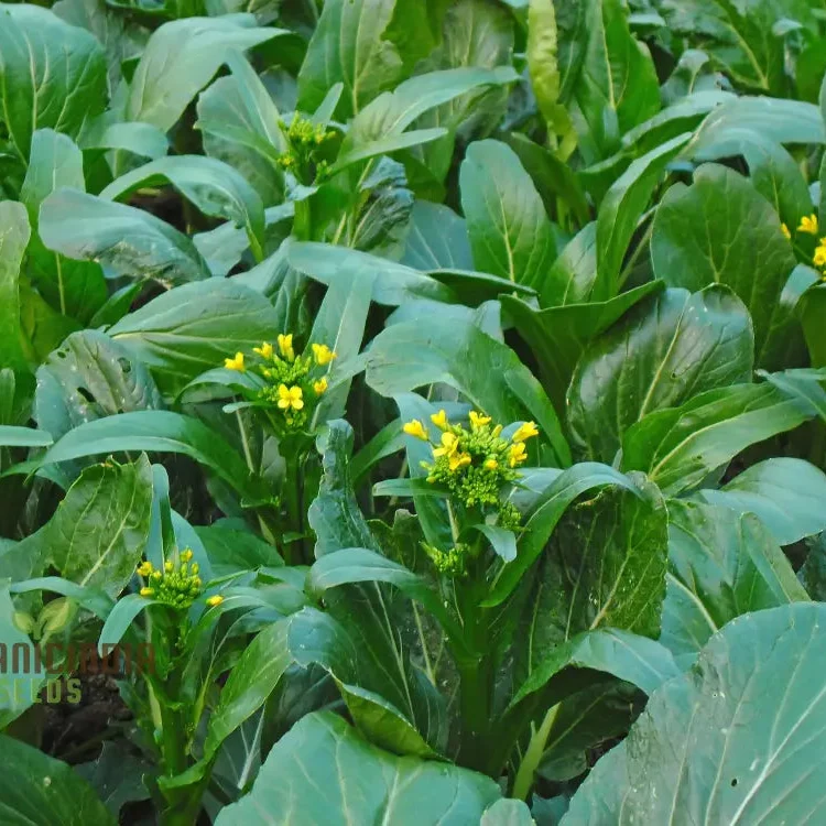 Yu Choy Sum Vegetable Seeds For Planting, Early Green: Expert Tips for Growing Nutritious Greens