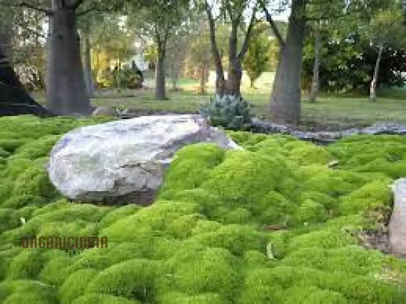 Scleranthus Biflorus Seeds for Gardening Enthusiasts | Fine-leaved Carpet Moss Seeds
