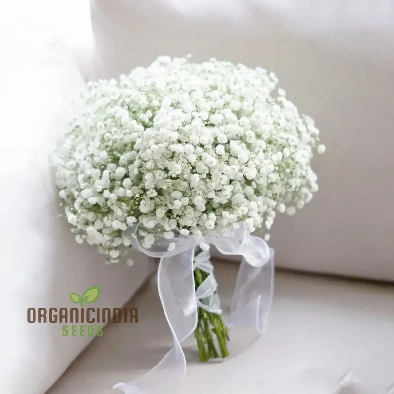 Creeping Baby's Breath Seeds - Perfect for Planting and Gardening Enthusiasts