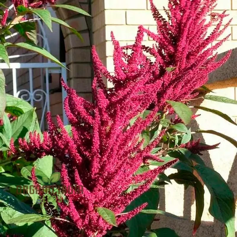 Amaranth - Pygmy Torch Seeds for Planting and Gardening - Premium Quality Seeds