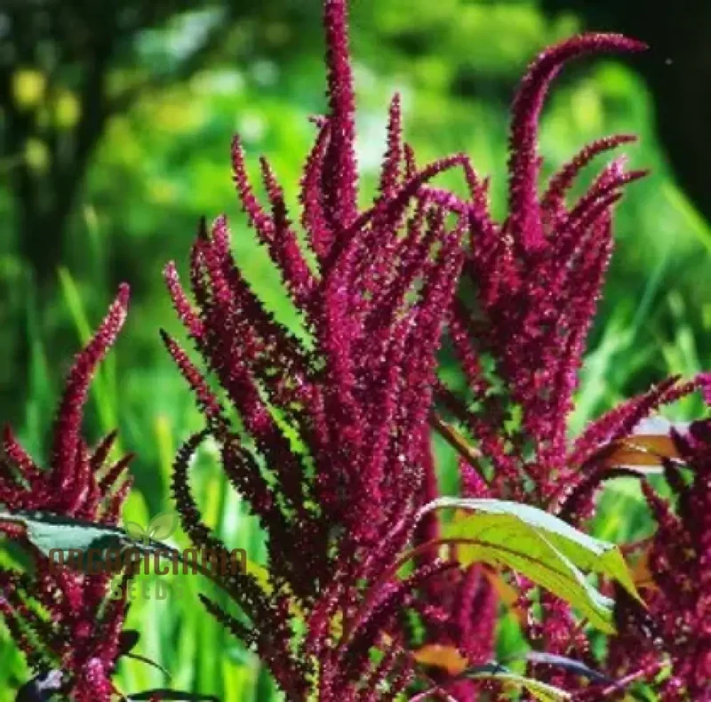 Amaranth - Pygmy Torch Seeds for Planting and Gardening - Premium Quality Seeds