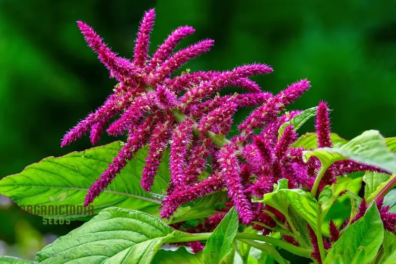 Amaranth - Pygmy Torch Seeds for Planting and Gardening - Premium Quality Seeds