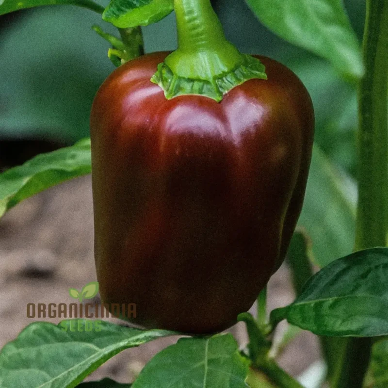 Chocolate Beauty Pepper Seeds For Planting and Harvest Beautiful Vegetable Peppers