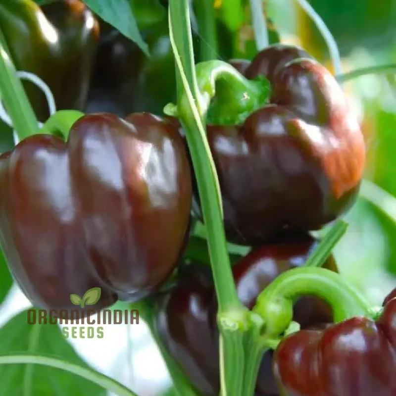 Chocolate Beauty Pepper Seeds For Planting and Harvest Beautiful Vegetable Peppers