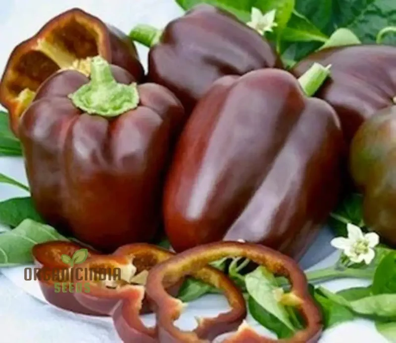 Chocolate Beauty Pepper Seeds For Planting and Harvest Beautiful Vegetable Peppers