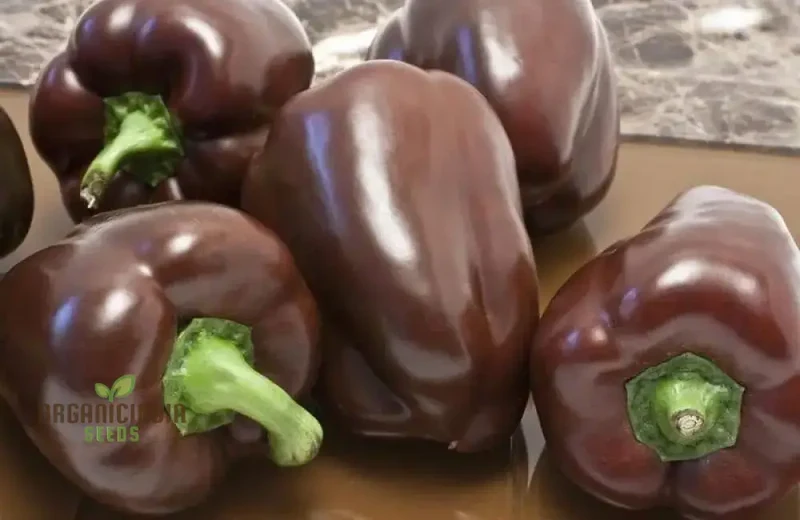 Chocolate Beauty Pepper Seeds For Planting and Harvest Beautiful Vegetable Peppers