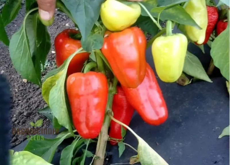 Antohi Romanian Pepper Seeds For Planting, and Harvest Delicious Sweet Peppers