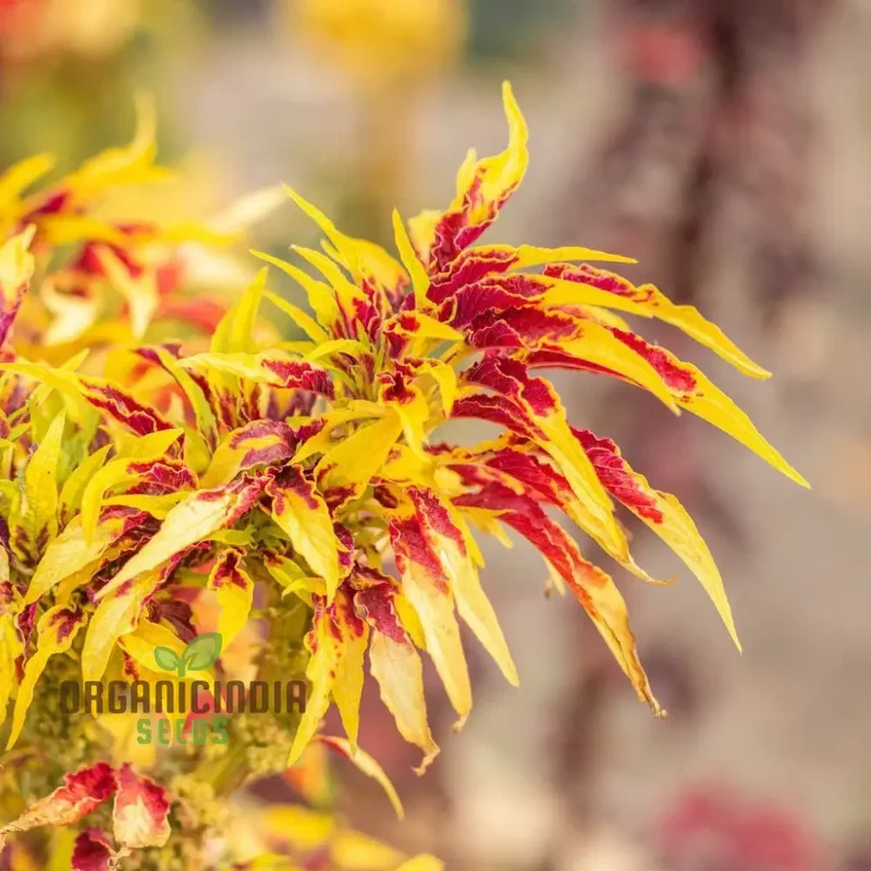 Amaranth - Molten Fire Seeds for Stunning Garden Planting | Premium Quality Seeds