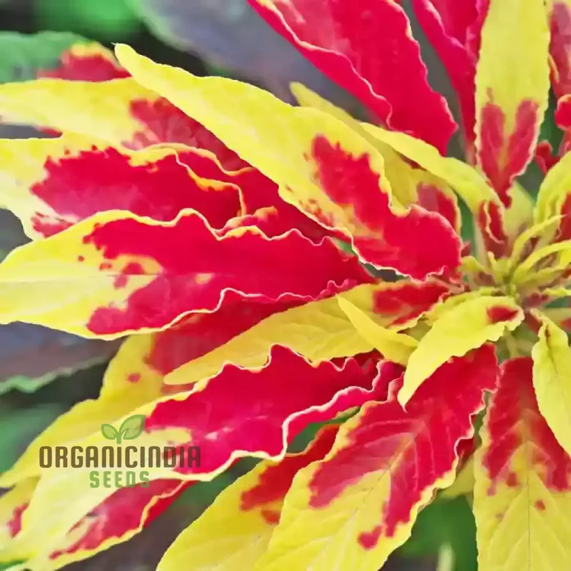 Amaranth - Molten Fire Seeds for Stunning Garden Planting | Premium Quality Seeds