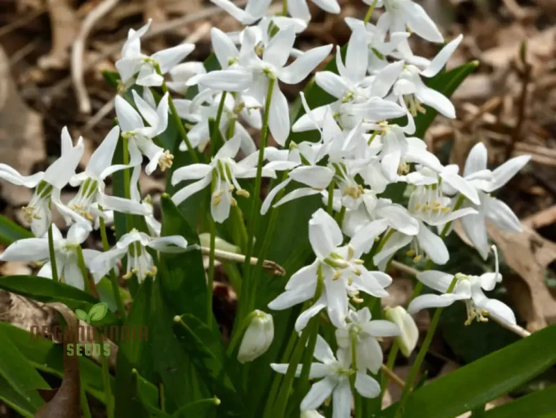 Scilla Siberica Alba Seeds for Gardening | Premium Quality Flower Seeds for Vibrant Spring Gardens | Ideal for Garden Enthusiasts and Landscapers