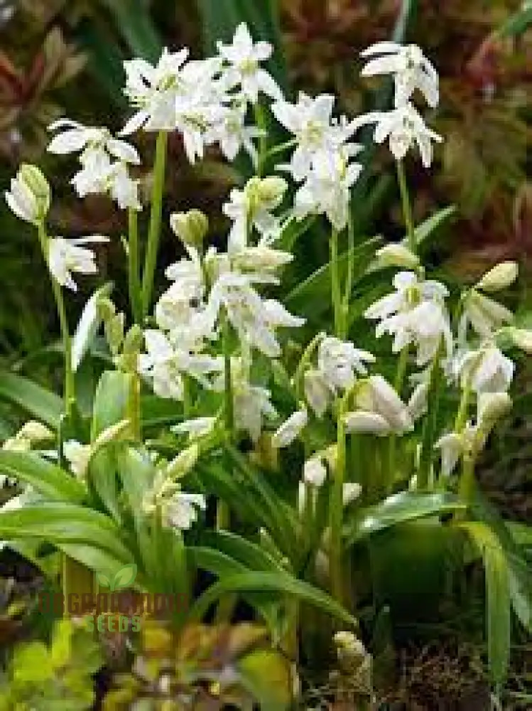 Scilla Siberica Alba Seeds for Gardening | Premium Quality Flower Seeds for Vibrant Spring Gardens | Ideal for Garden Enthusiasts and Landscapers