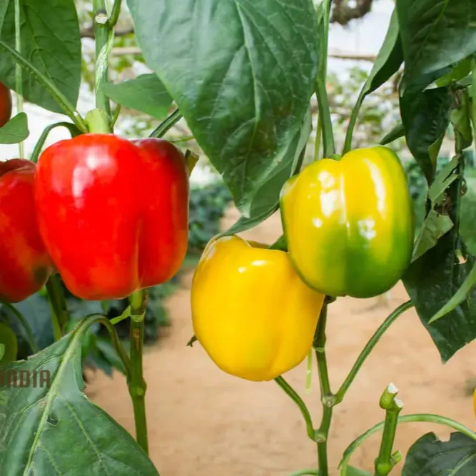 Capsicum Alma Paprika Seeds For Planting, Grow Flavorful Paprika Peppers at Home