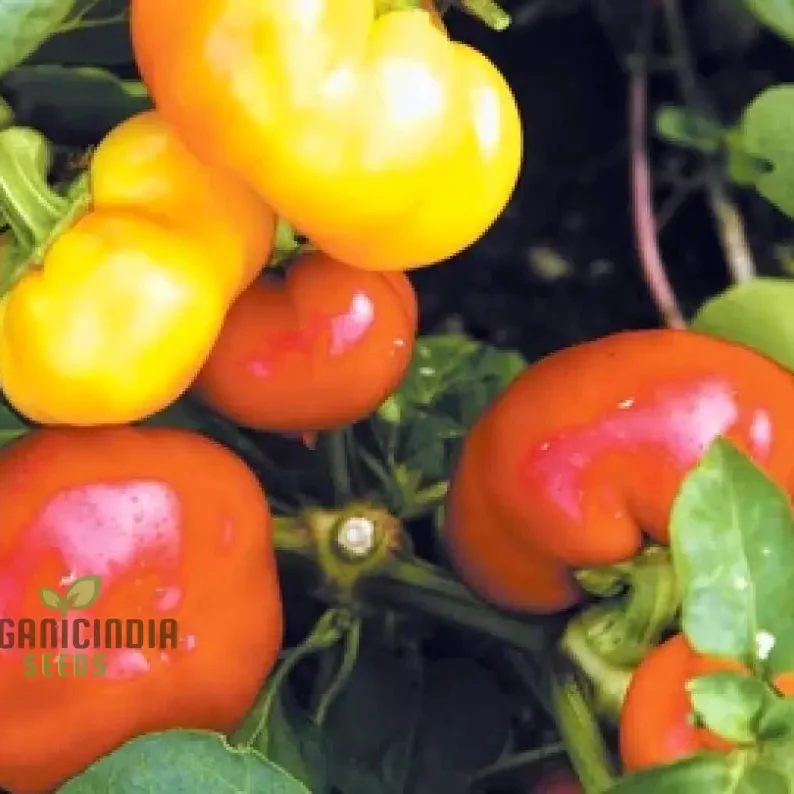 Capsicum Alma Paprika Seeds For Planting, Grow Flavorful Paprika Peppers at Home