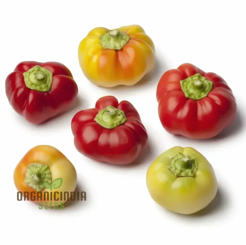 Capsicum Alma Paprika Seeds For Planting, Grow Flavorful Paprika Peppers at Home