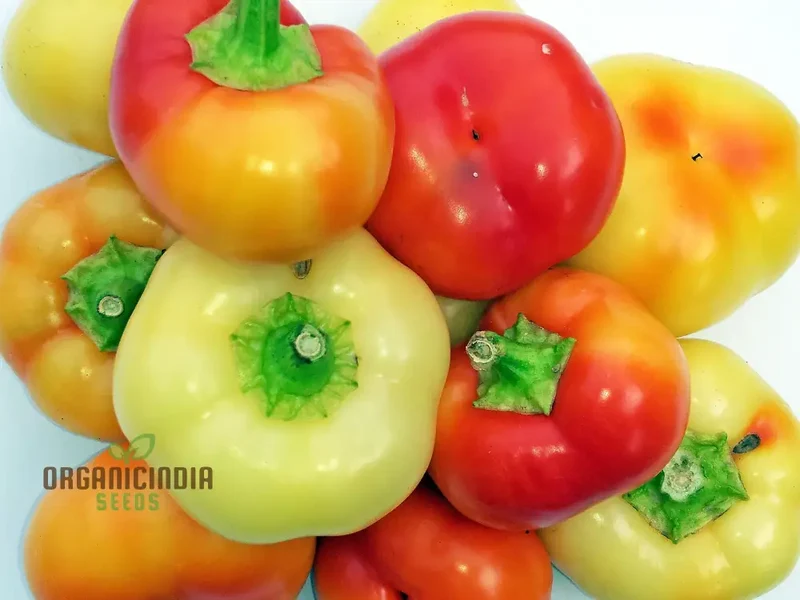 Capsicum Alma Paprika Seeds For Planting, Grow Flavorful Paprika Peppers at Home