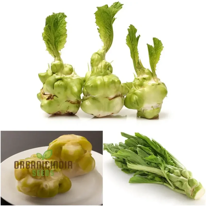 Mustard - Tsa Tsai Round Seeds for Planting and Gardening | Premium Quality Seeds