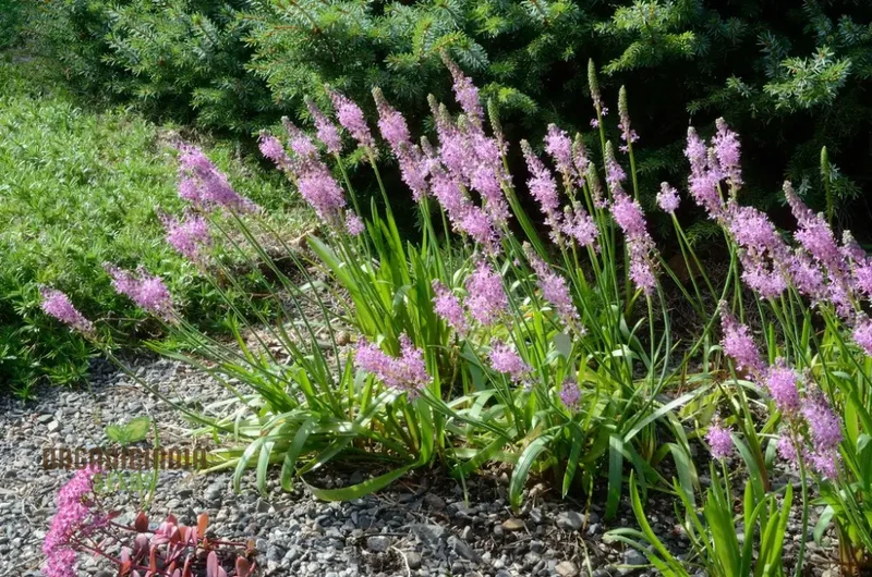 Scilla Scilloides Seeds - Exquisite Gardening Bulbs for Spring Bloom | Premium Quality Organic Gardening Seeds