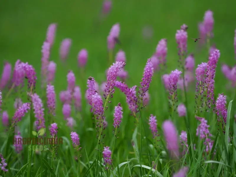 Scilla Scilloides Seeds - Exquisite Gardening Bulbs for Spring Bloom | Premium Quality Organic Gardening Seeds