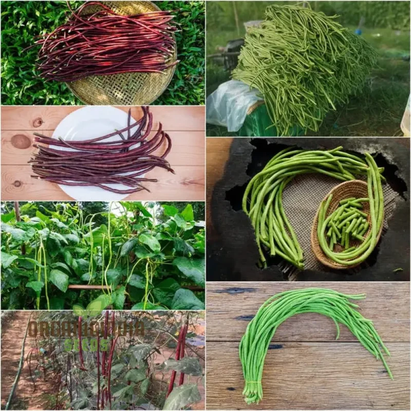 Bean Snake - Black Seeded & Red Dragon Seeds For Planting, High-Yield Exotic Beans for Your Garden