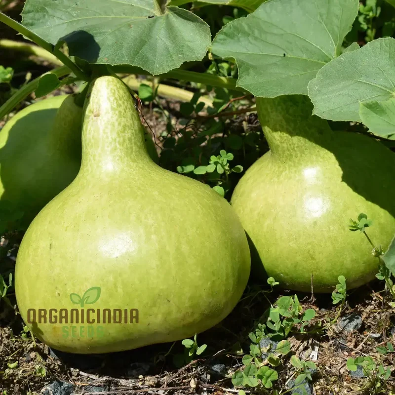 Bottle Gourd - Kobu Seeds for Planting and Gardening | Buy Quality Seeds Online