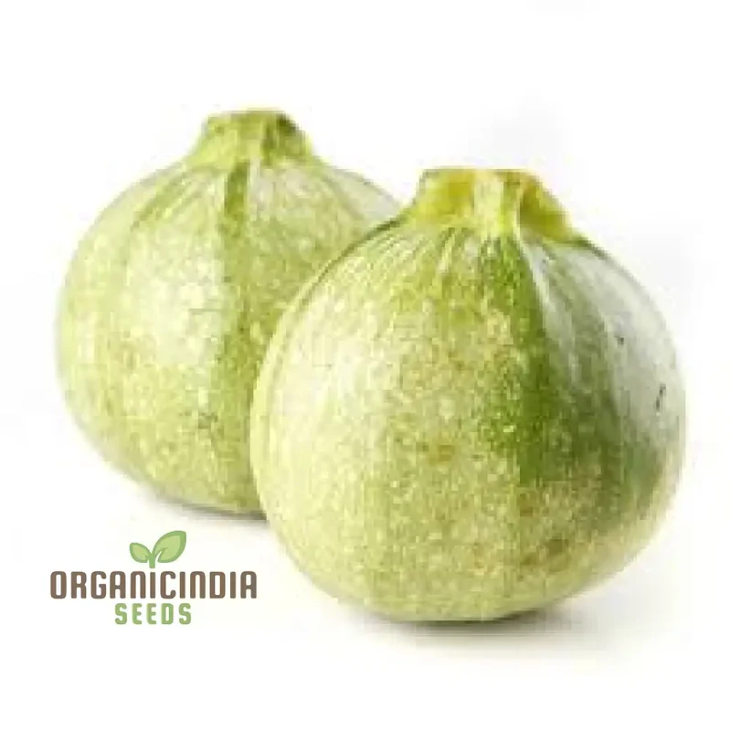 Zucchini - Ronde De Nice Seeds for Planting, Gardening - Premium Quality Organic Heirloom Vegetable Seeds