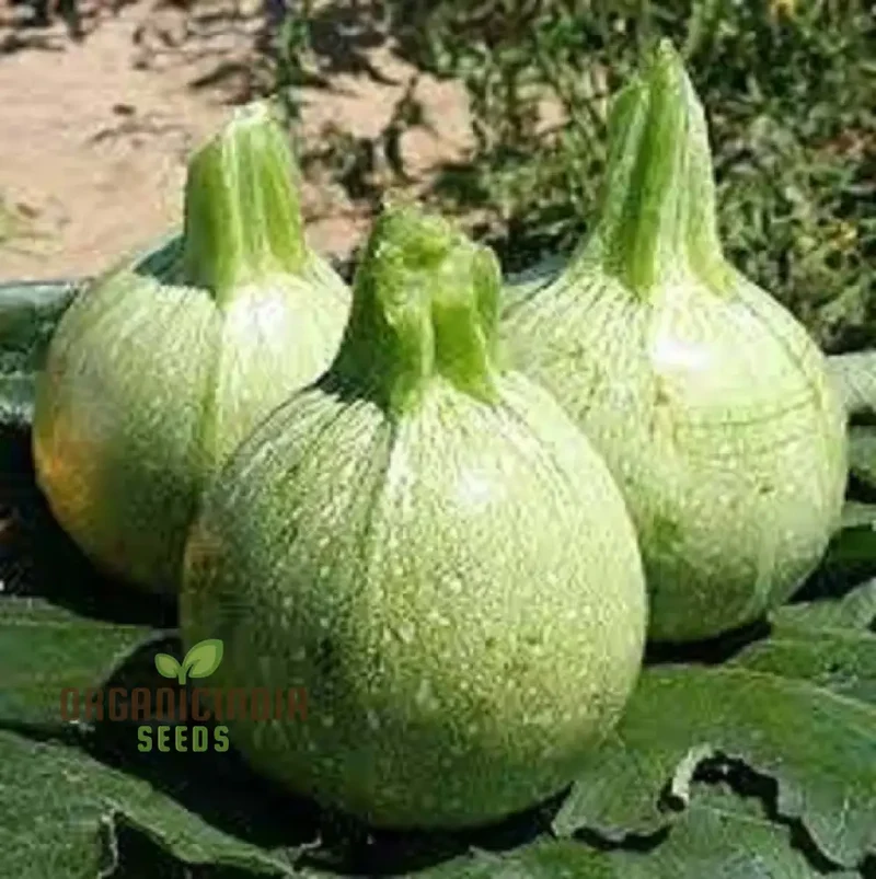 Zucchini - Ronde De Nice Seeds for Planting, Gardening - Premium Quality Organic Heirloom Vegetable Seeds